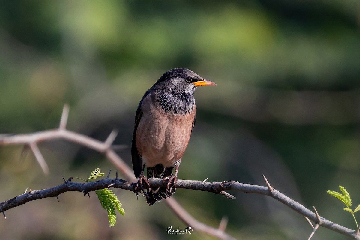 Rosy Starling - ML647359637