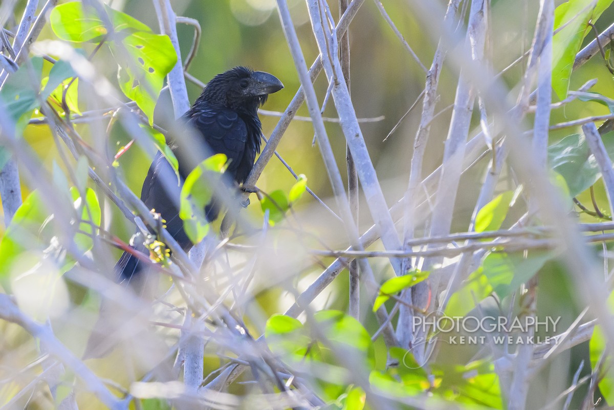 Smooth-billed Ani - ML647359641
