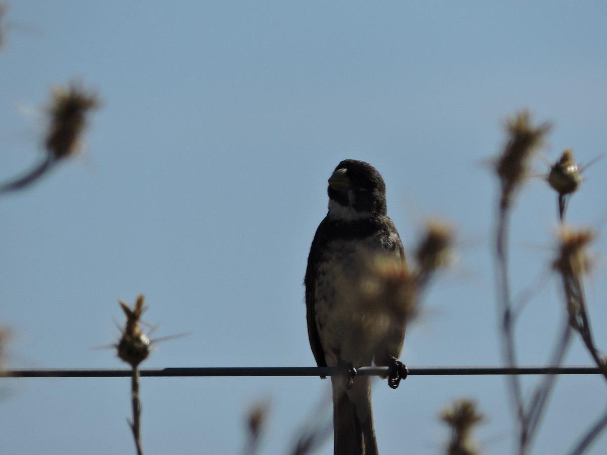 Double-collared Seedeater - ML647359642