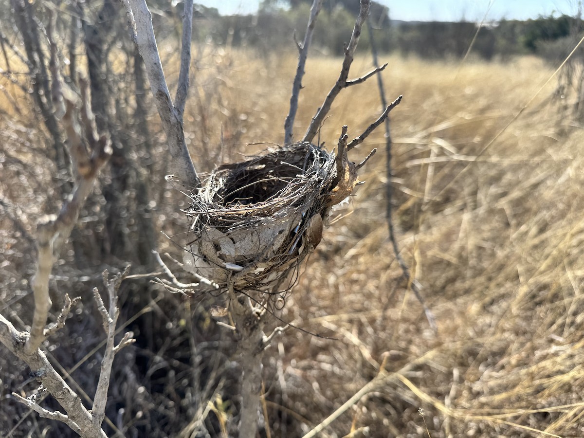 Vireo sp. - ML647359657