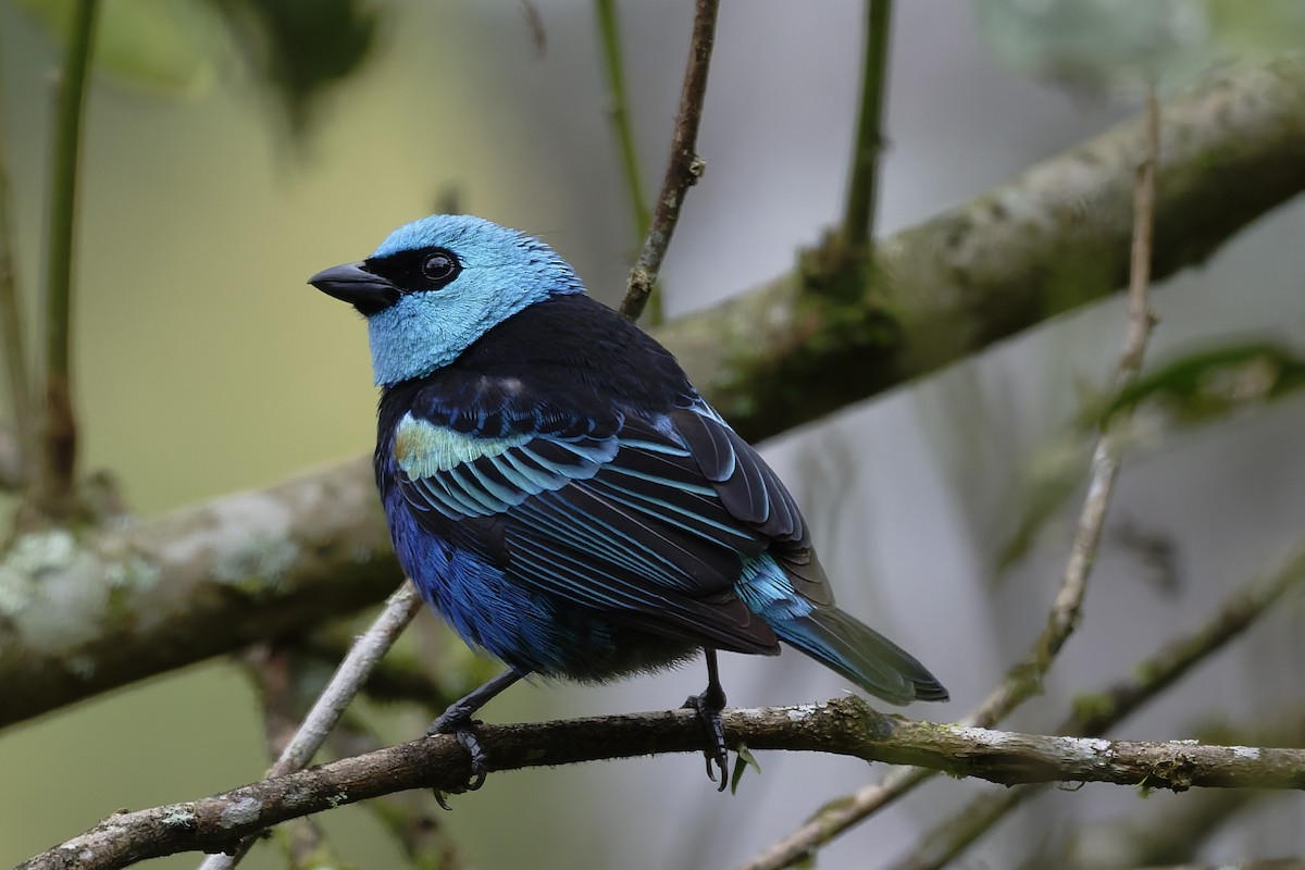 Танагра блакитношия - ML647359662