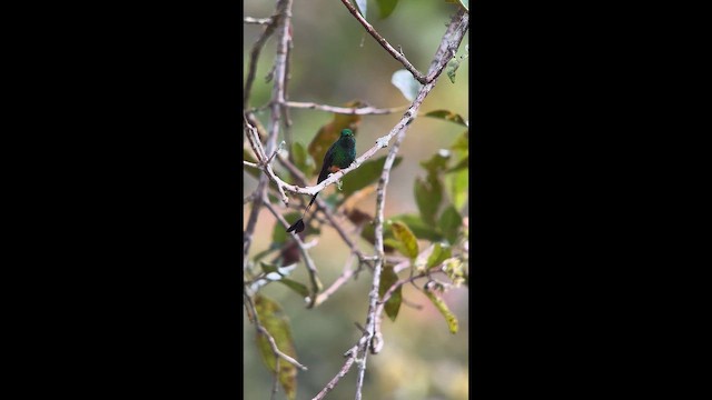 Колібрі-пухоніг перуанський - ML647359663