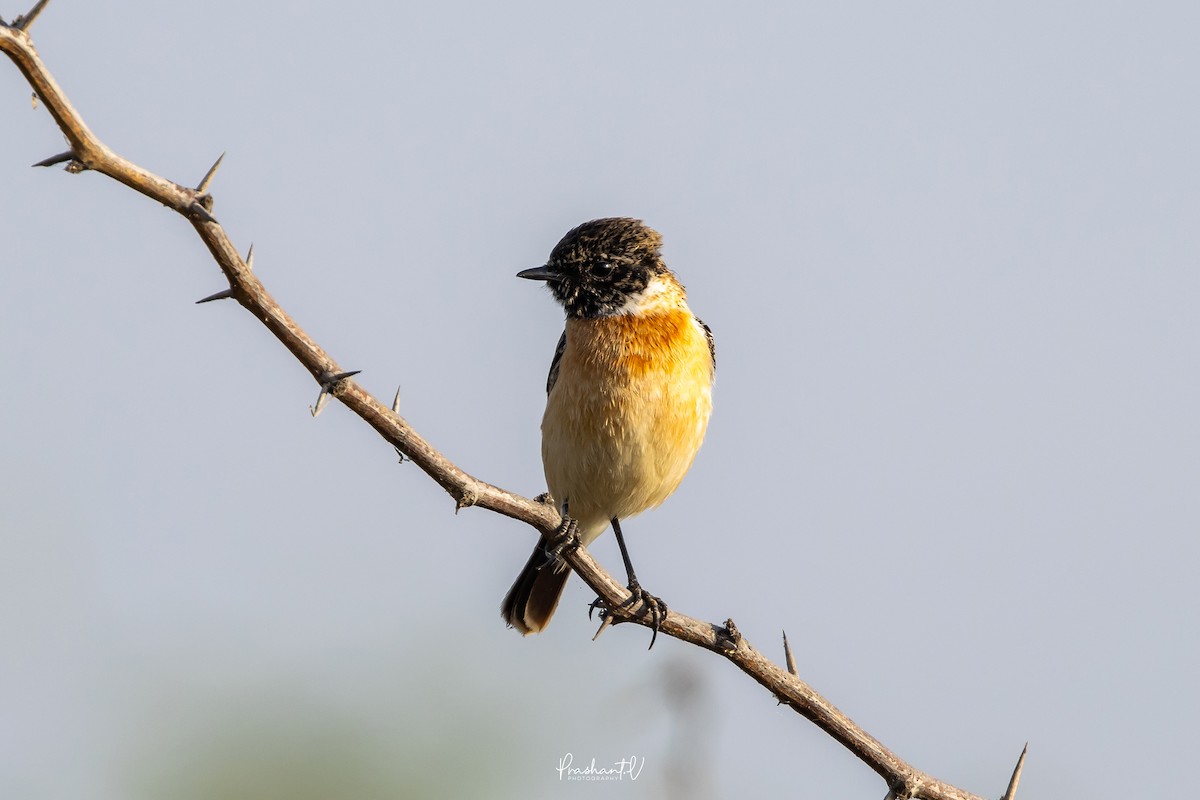 Pallasschwarzkehlchen - ML647359683