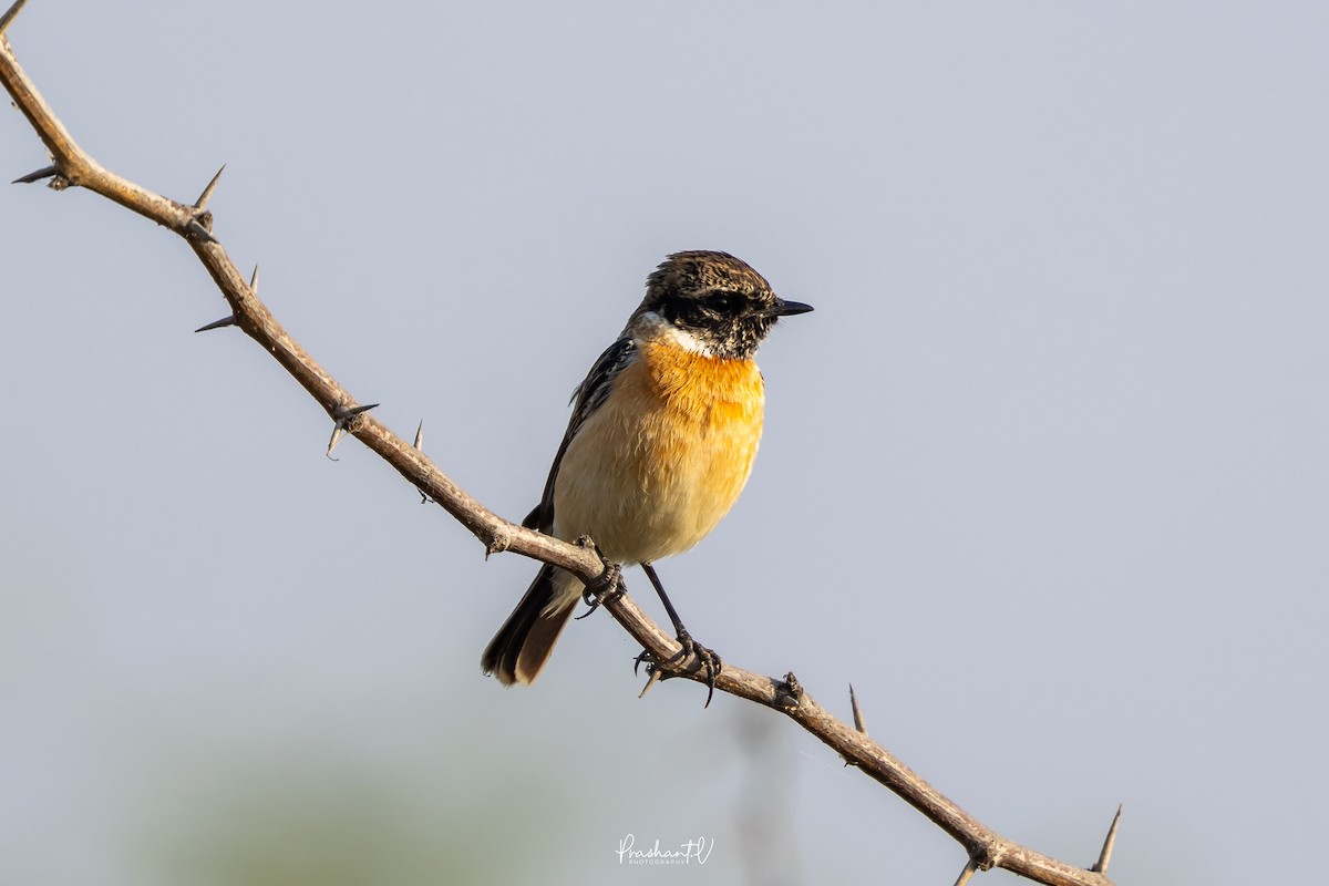 Pallasschwarzkehlchen - ML647359684