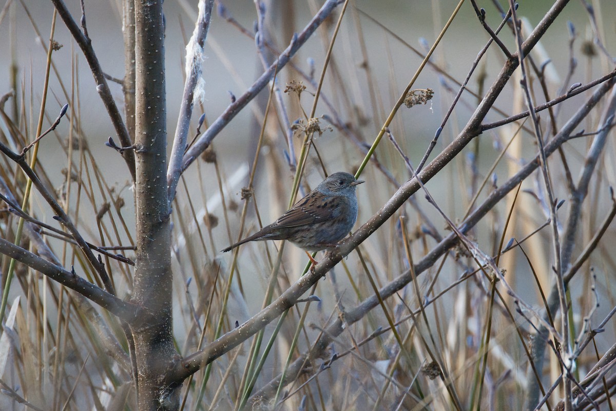 Dunnock - ML647359685