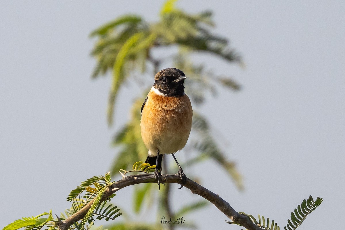 Pallasschwarzkehlchen - ML647359693