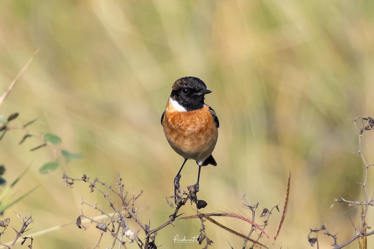 Pallasschwarzkehlchen - ML647359694