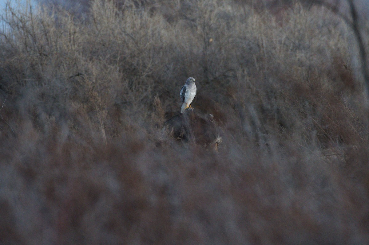 Northern Harrier - ML647359696