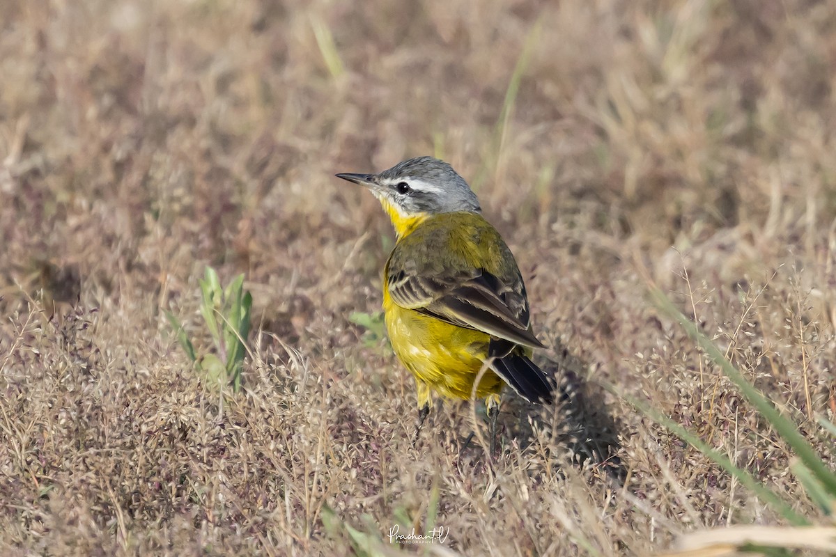 Western Yellow Wagtail - ML647359704