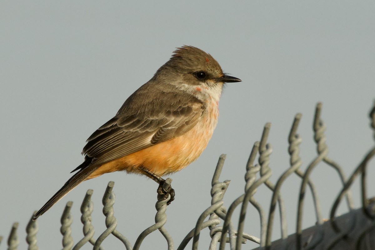 Mosquero Cardenal - ML647359705