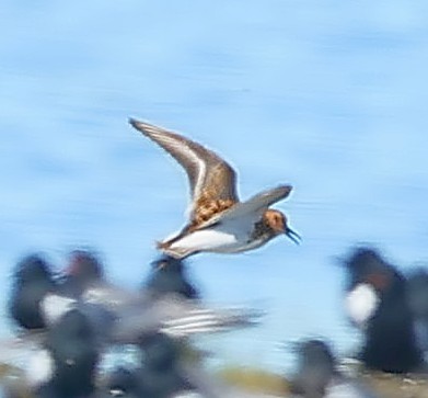 Little Stint - ML647359713
