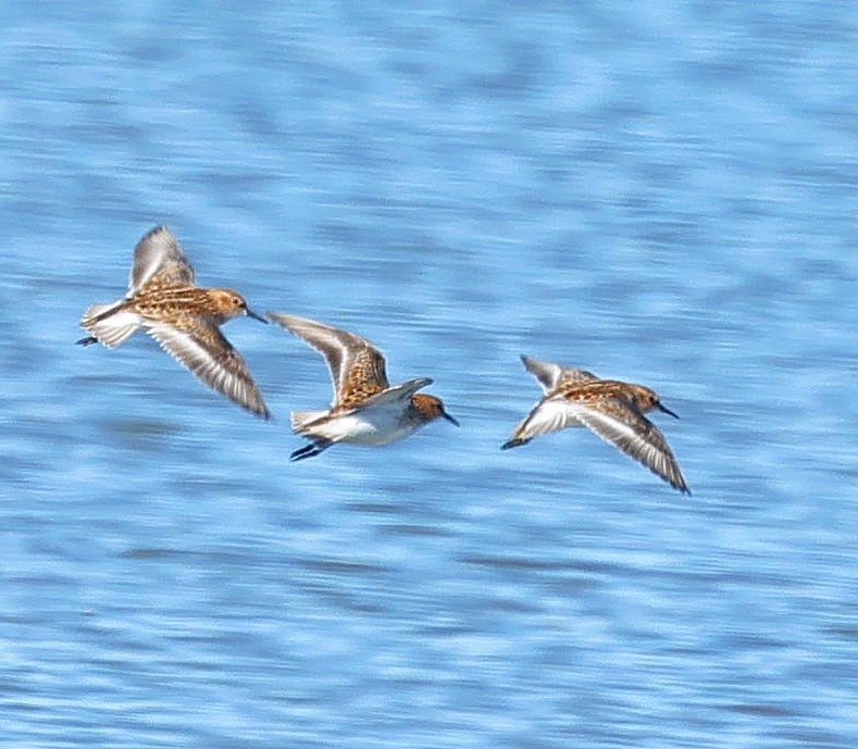 Little Stint - ML647359715