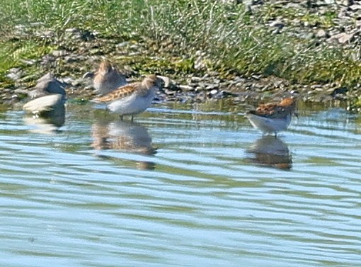 Little Stint - ML647359716