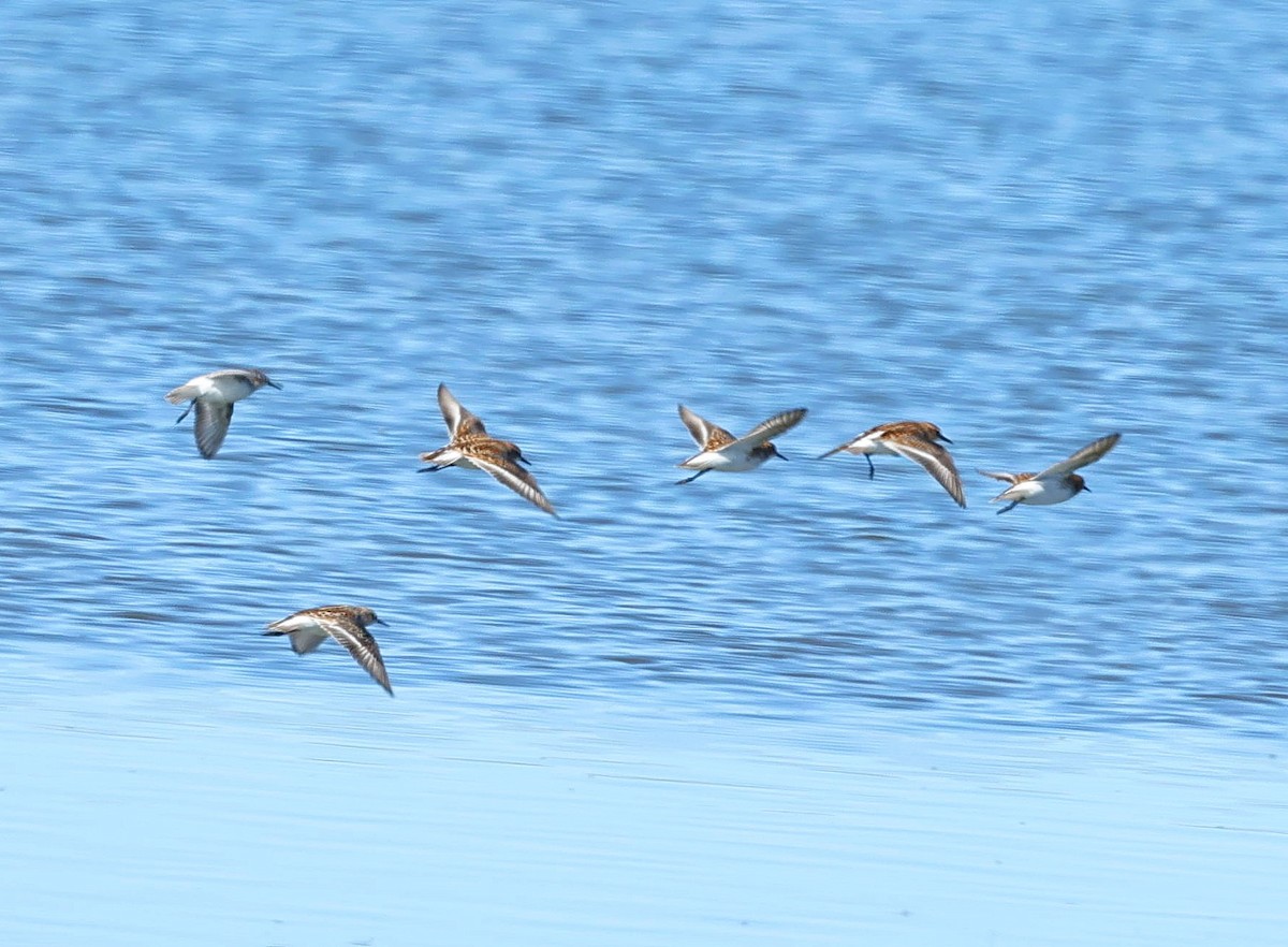 Little Stint - ML647359717