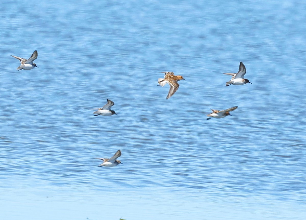Little Stint - ML647359718