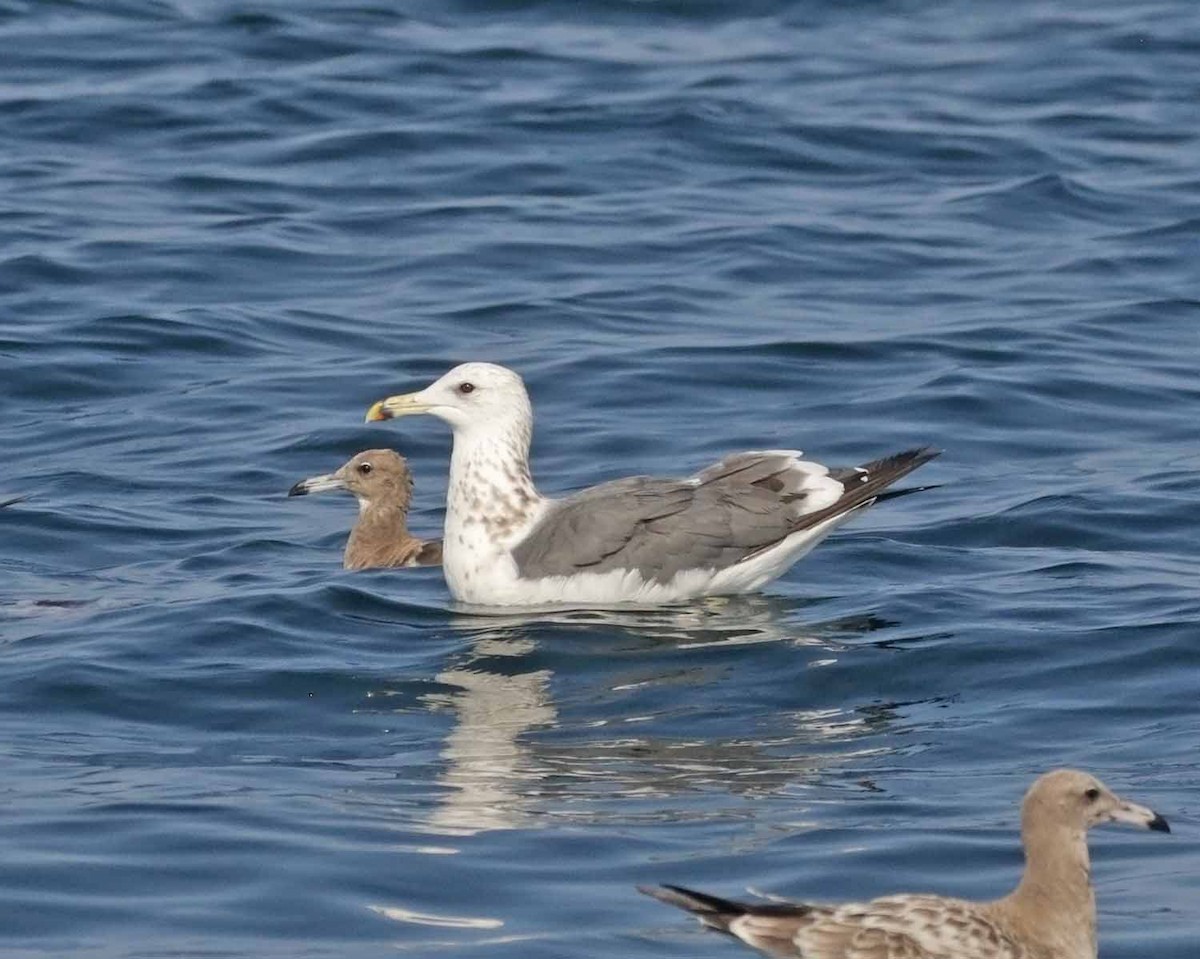 Lesser Black-backed Gull (Steppe) - ML647359719