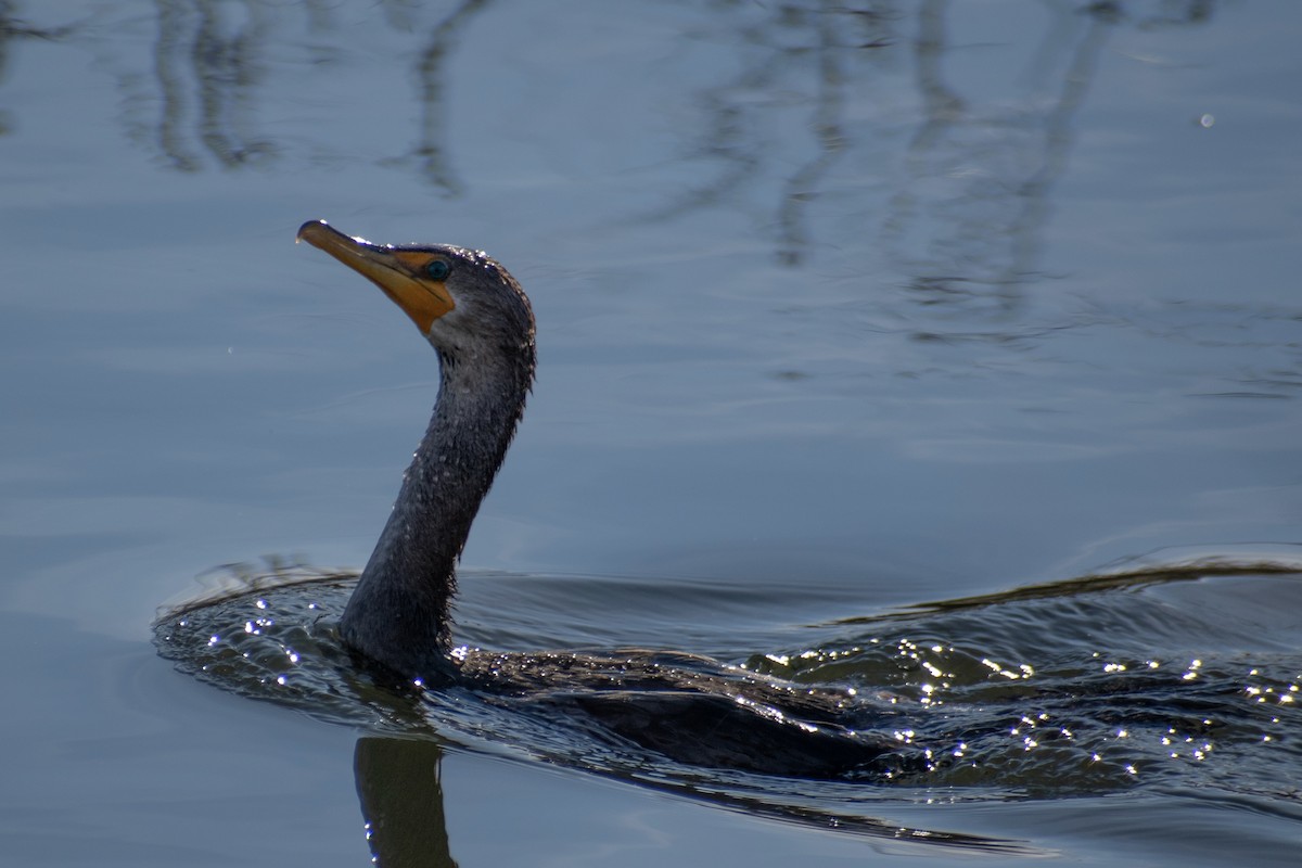 Ушастый баклан - ML647359721