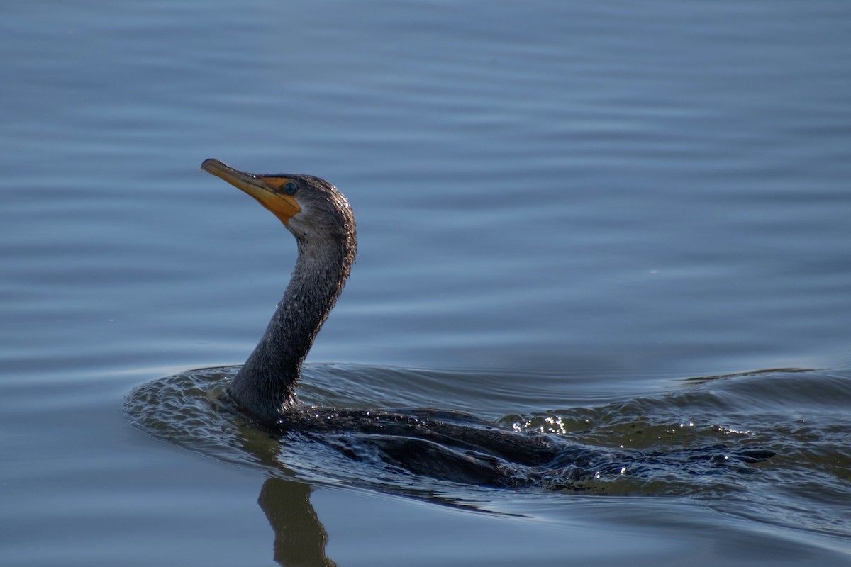 Ушастый баклан - ML647359722