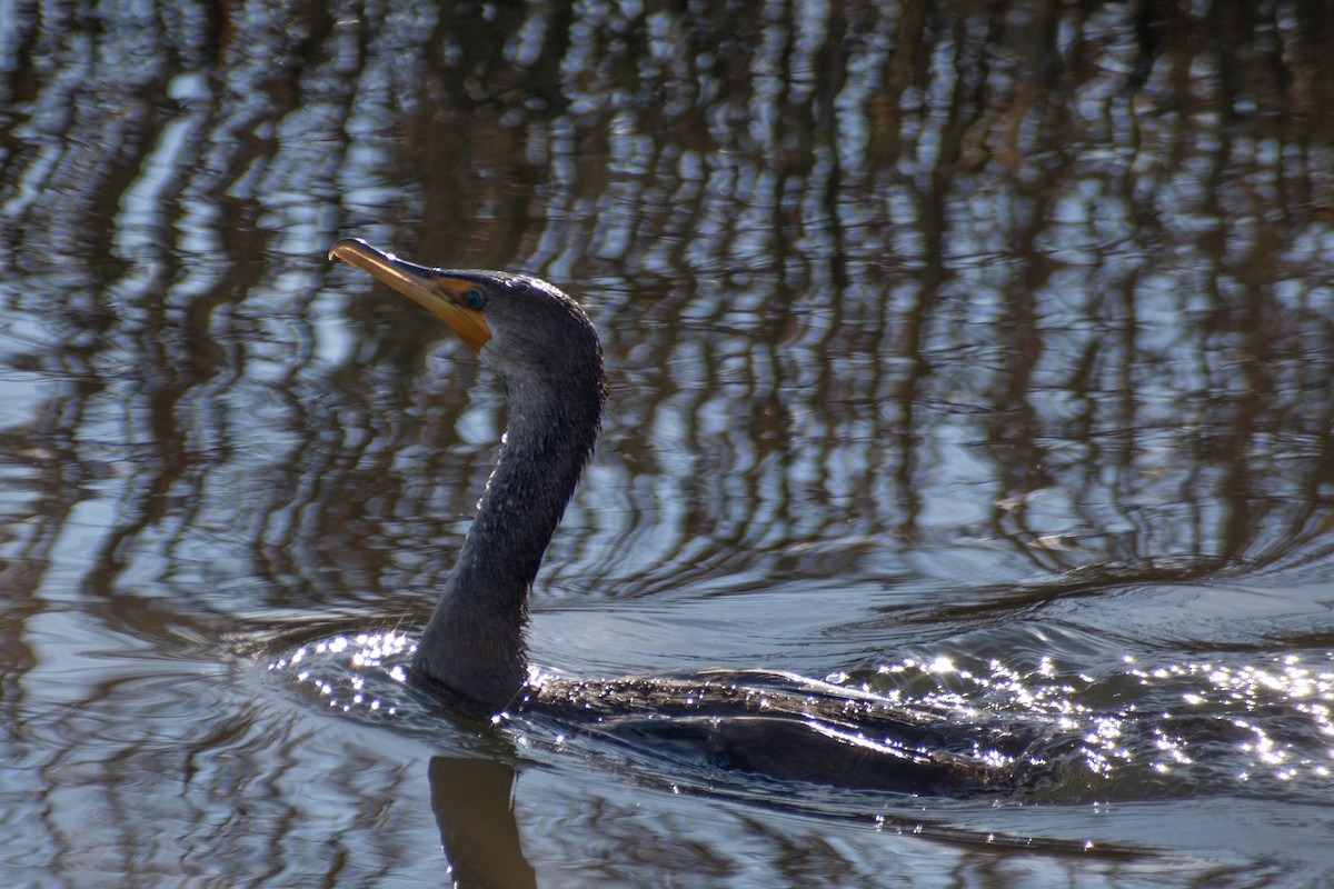 Ушастый баклан - ML647359723