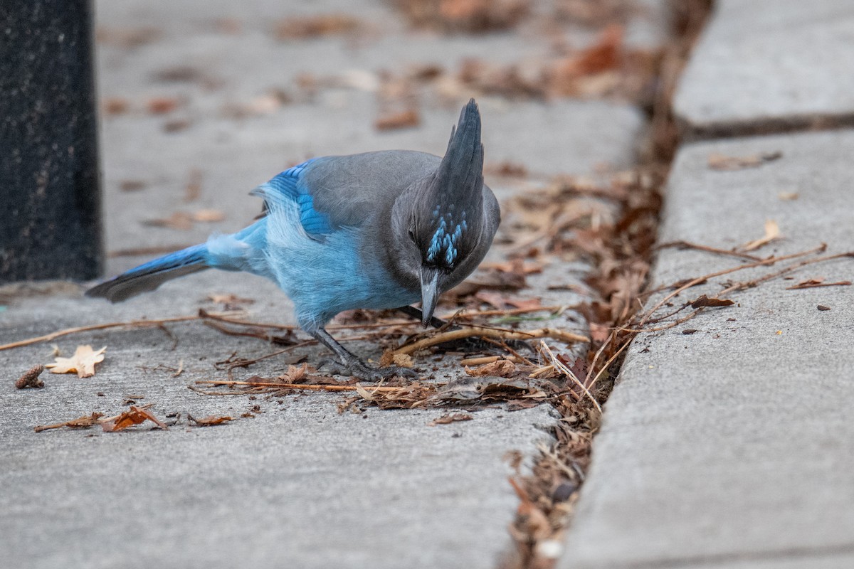 Steller's Jay - ML647359727