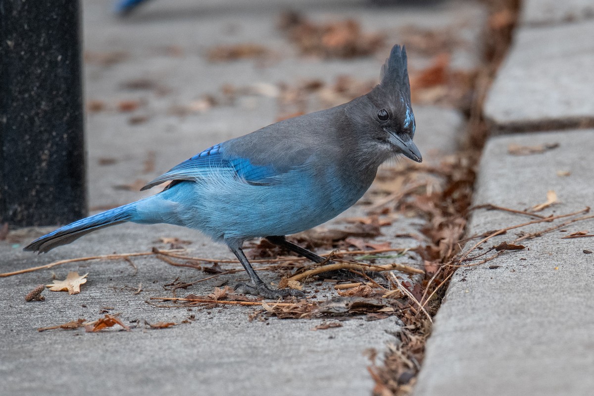 Steller's Jay - ML647359728
