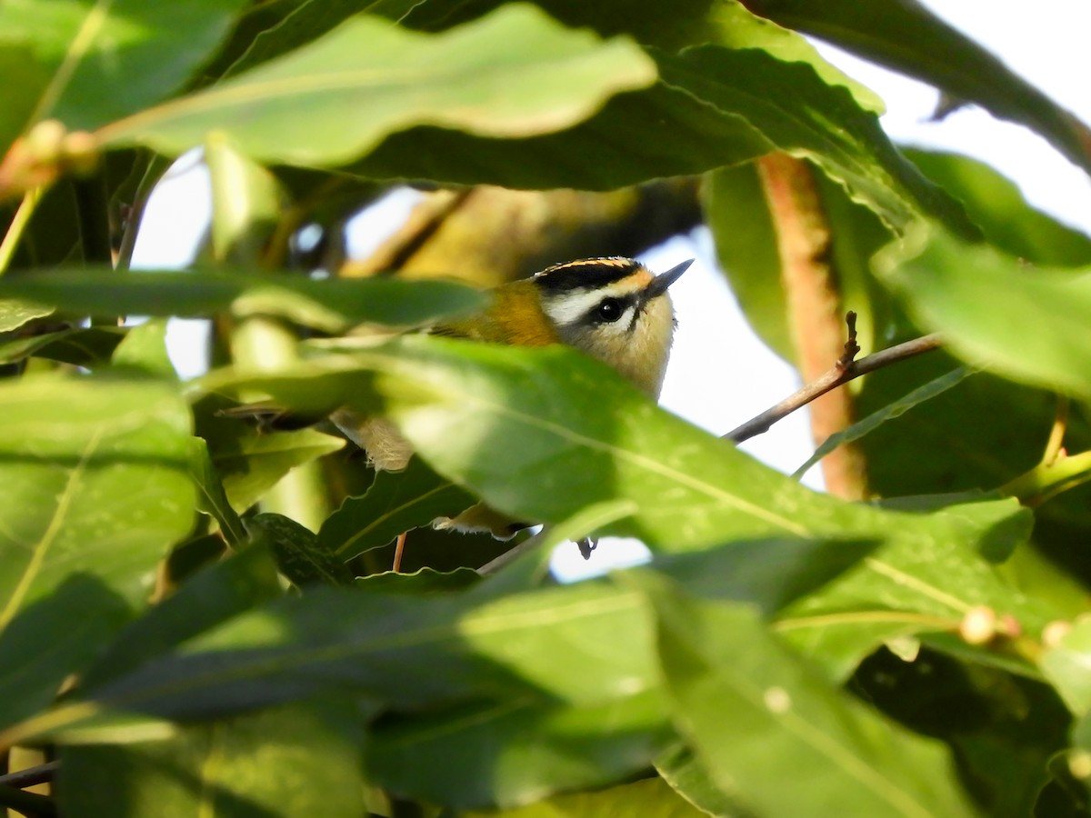 Common Firecrest - ML647359733