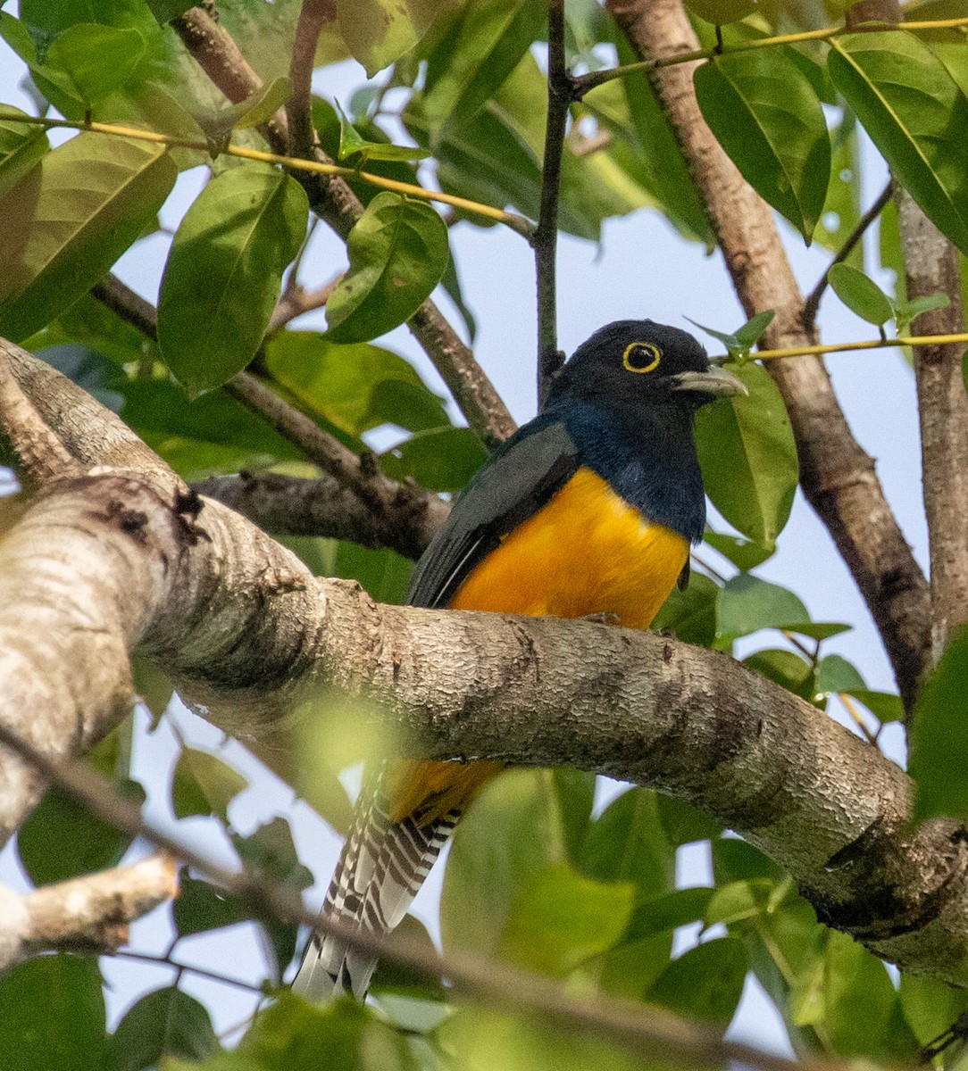 Trogon pattu - ML647359746