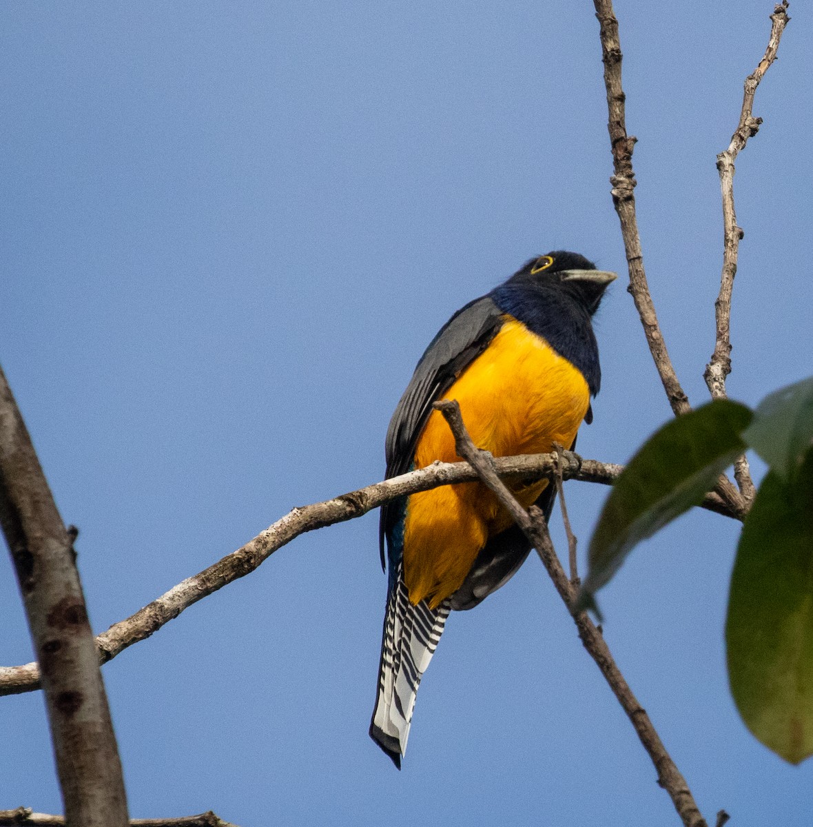 Trogon pattu - ML647359747