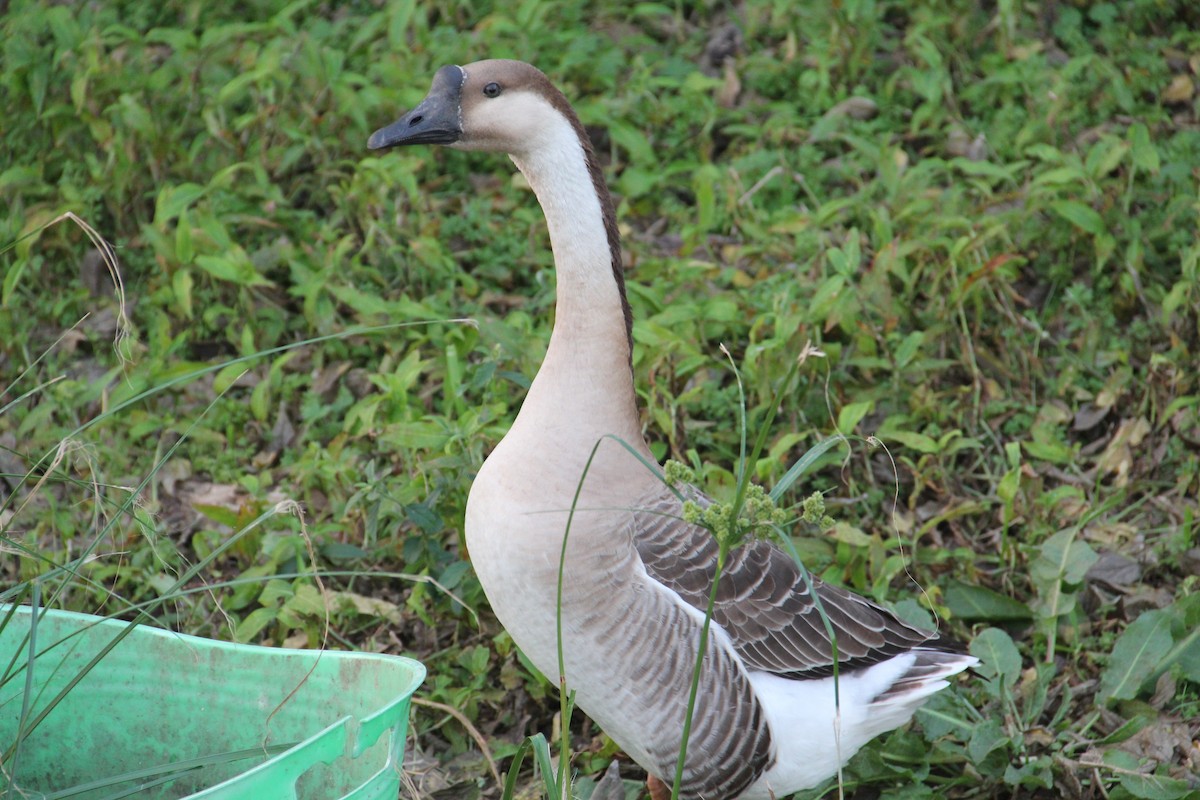 Гуска китайська (свійська) - ML647359754