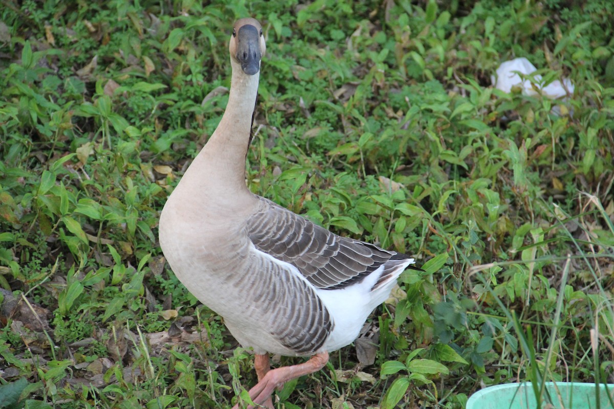 Гуска китайська (свійська) - ML647359755