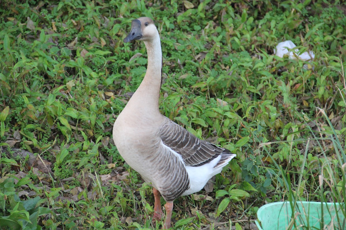 Гуска китайська (свійська) - ML647359756