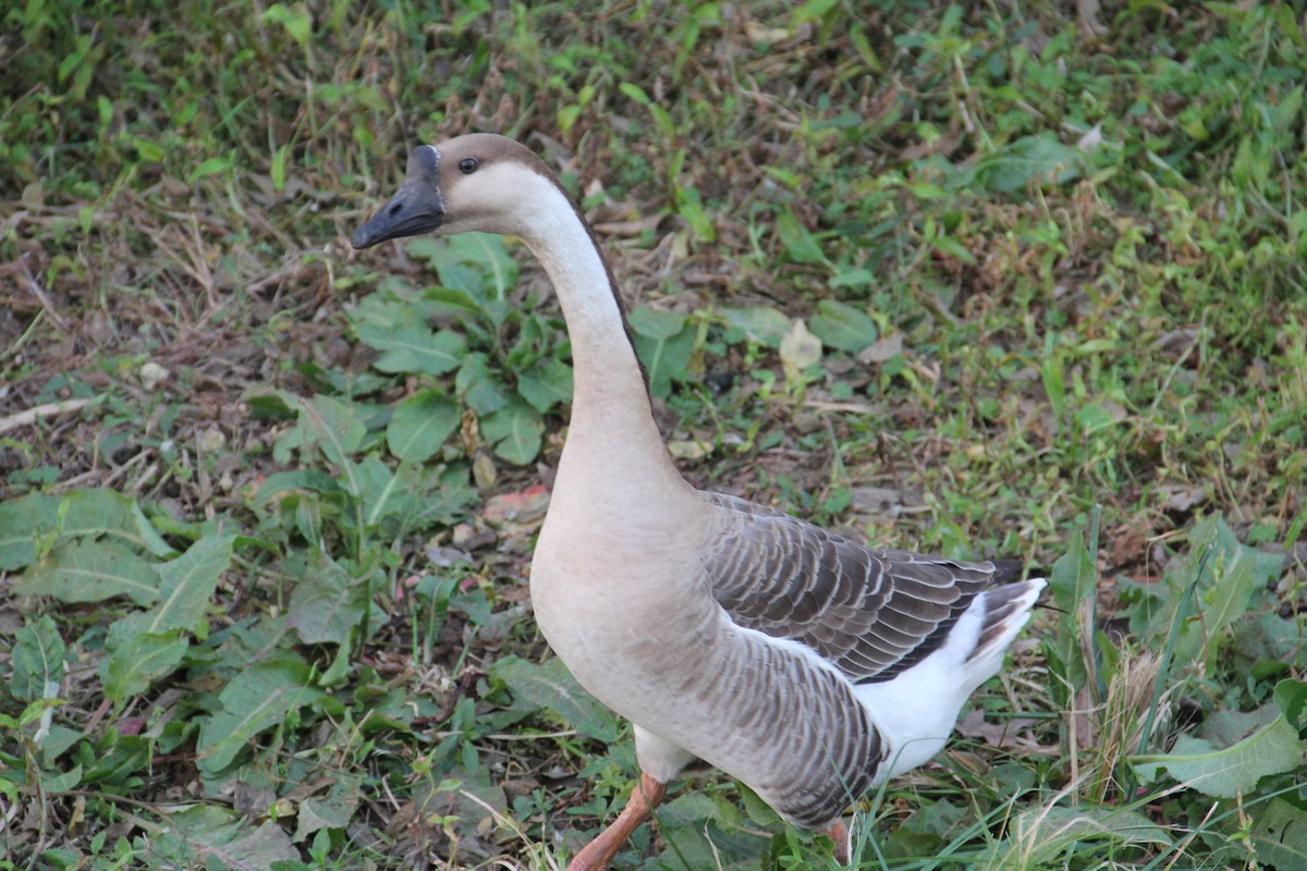 Гуска китайська (свійська) - ML647359757