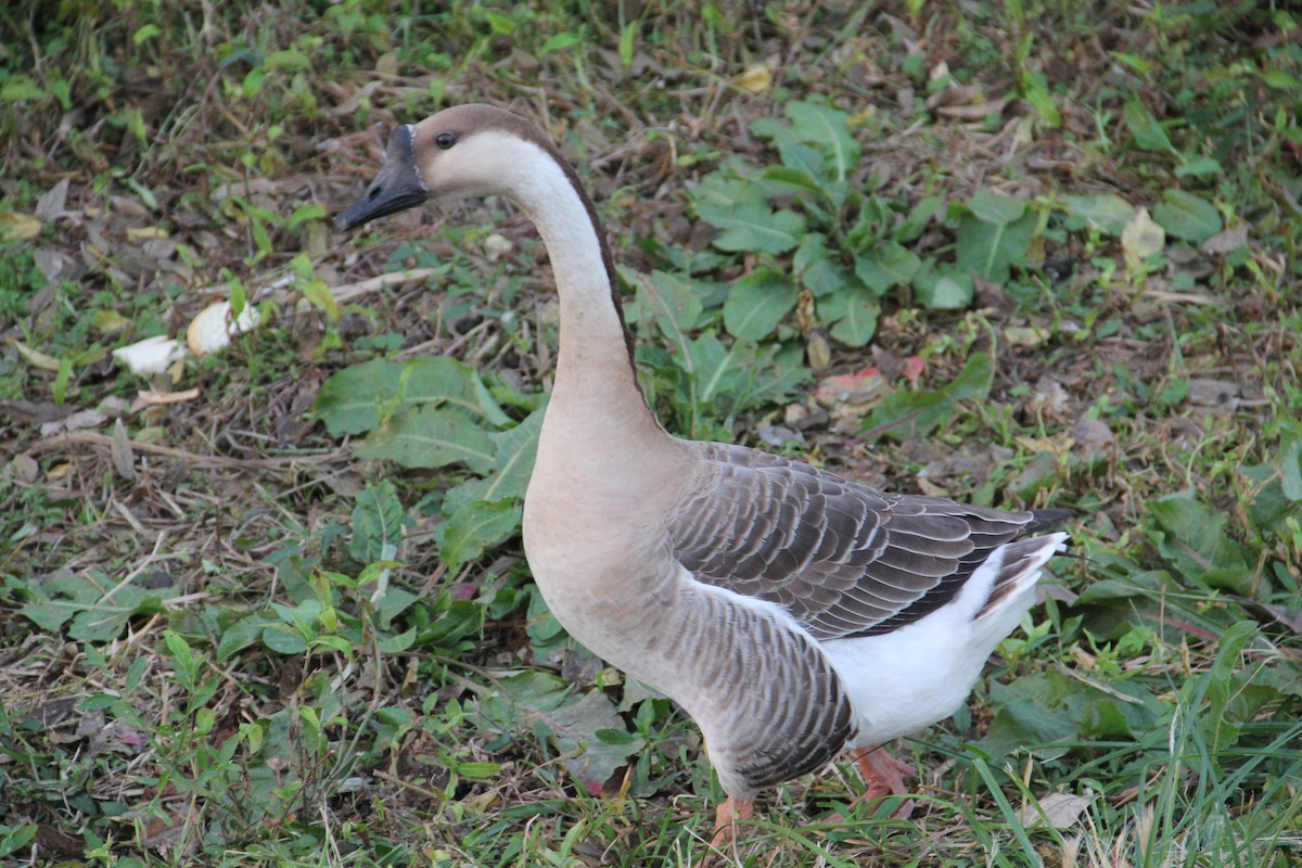 Гуска китайська (свійська) - ML647359760