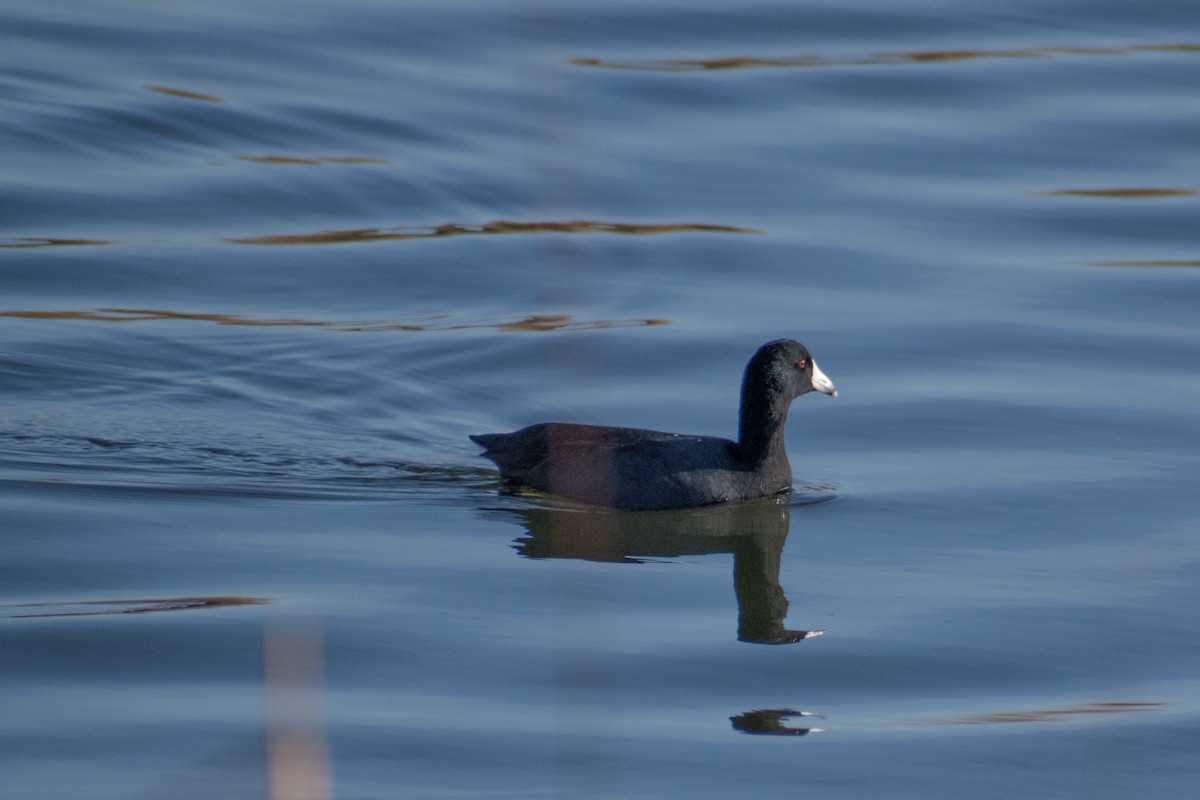 Indianerblässhuhn - ML647359770