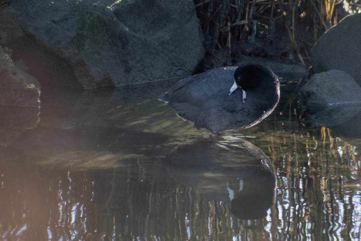 Indianerblässhuhn - ML647359771
