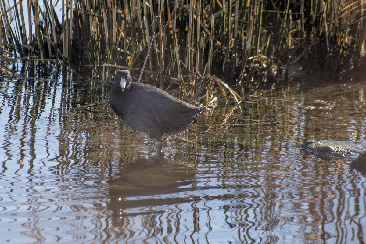 Indianerblässhuhn - ML647359772