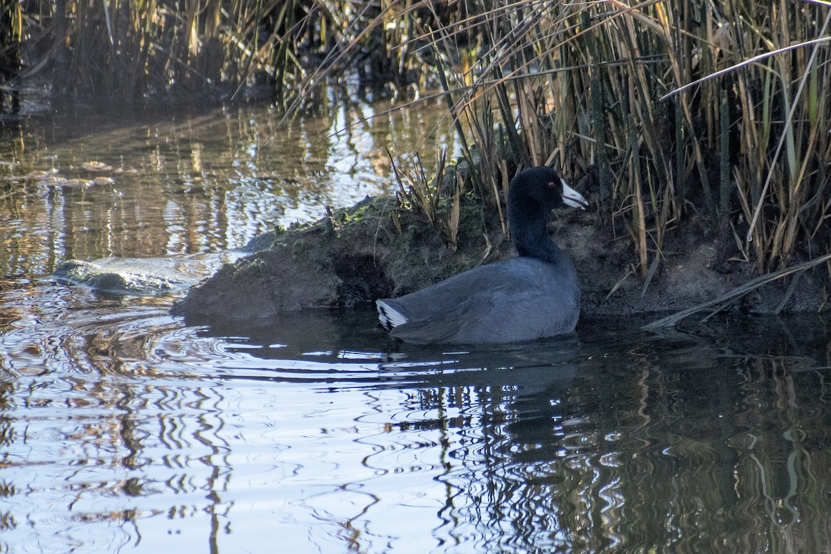 Indianerblässhuhn - ML647359774