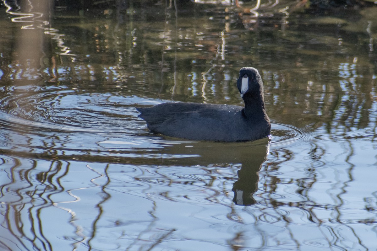Indianerblässhuhn - ML647359775