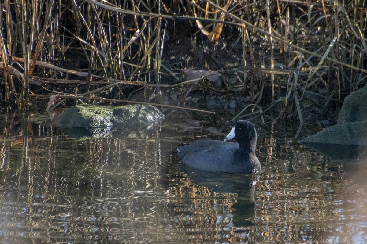 Indianerblässhuhn - ML647359776