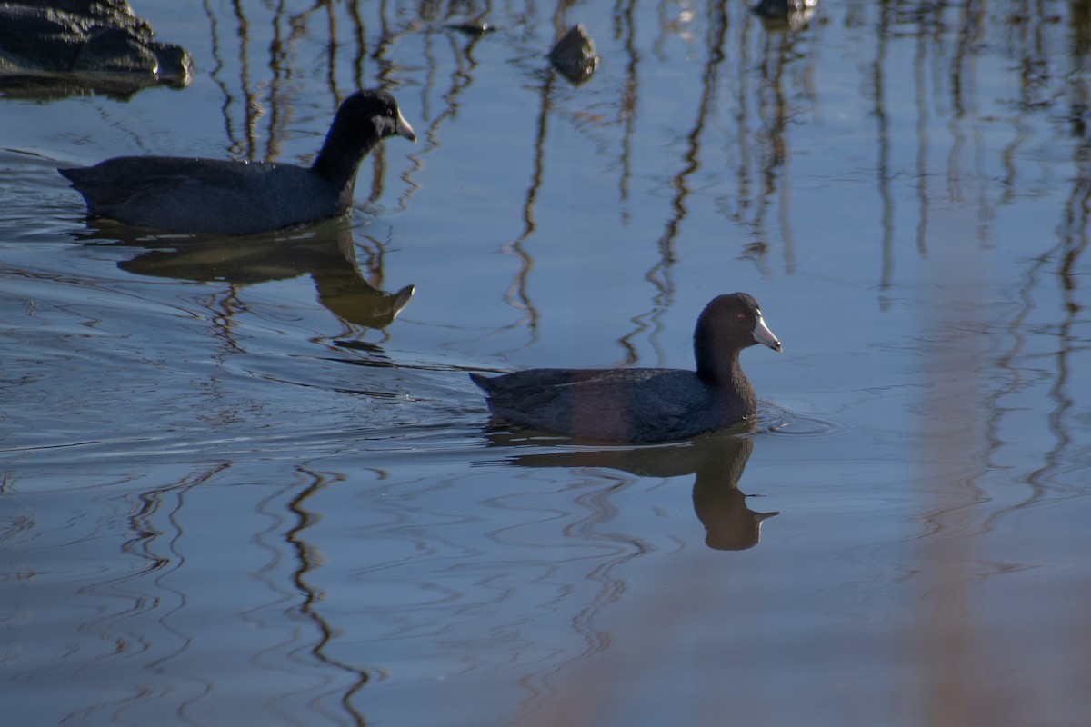 Indianerblässhuhn - ML647359777