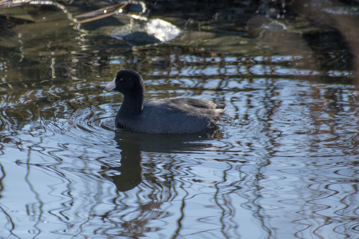 Indianerblässhuhn - ML647359778