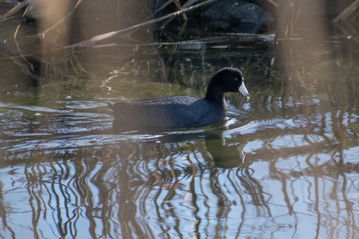 Indianerblässhuhn - ML647359779