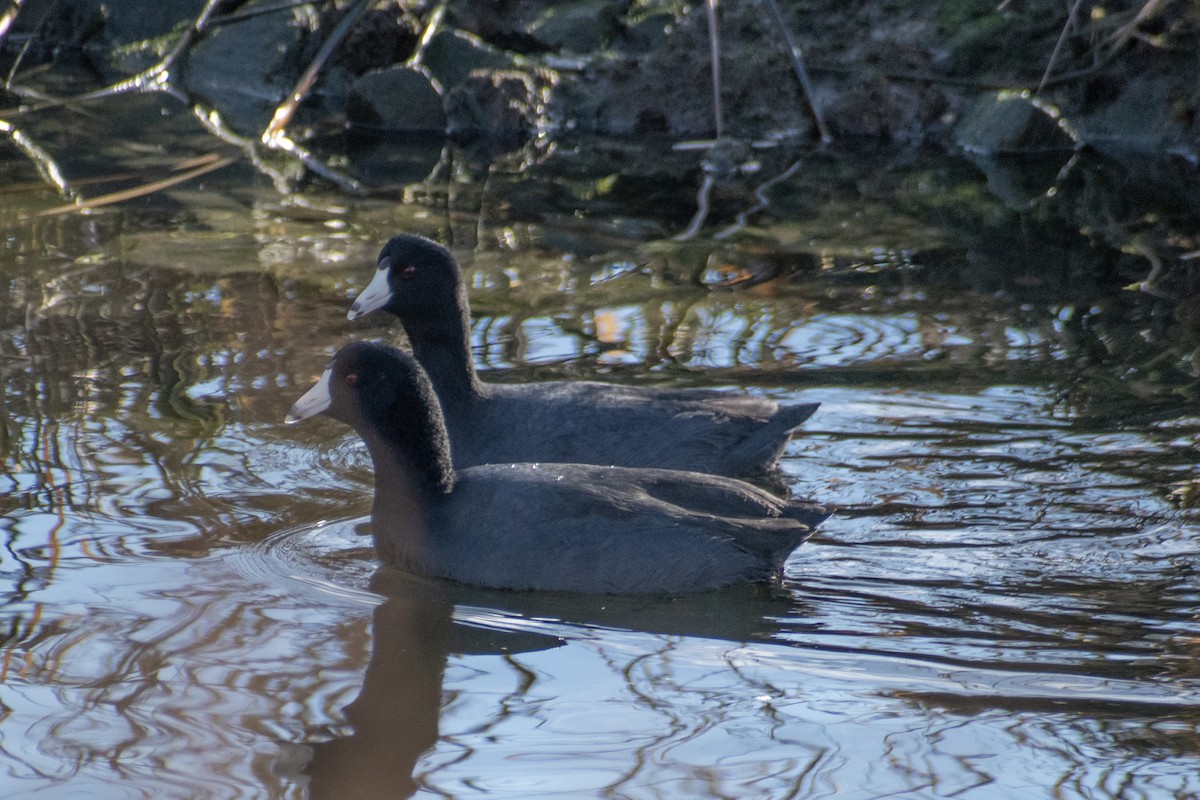 Indianerblässhuhn - ML647359780