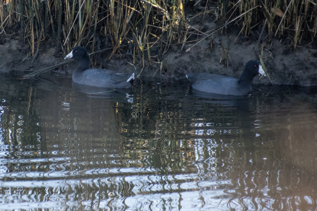 Indianerblässhuhn - ML647359781