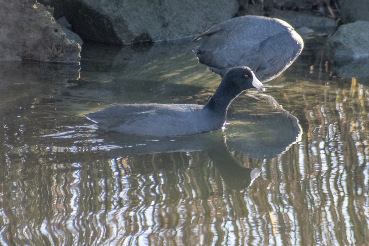 Indianerblässhuhn - ML647359782