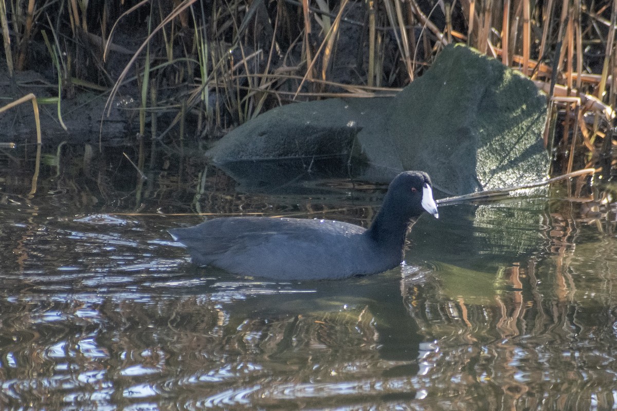 Indianerblässhuhn - ML647359783