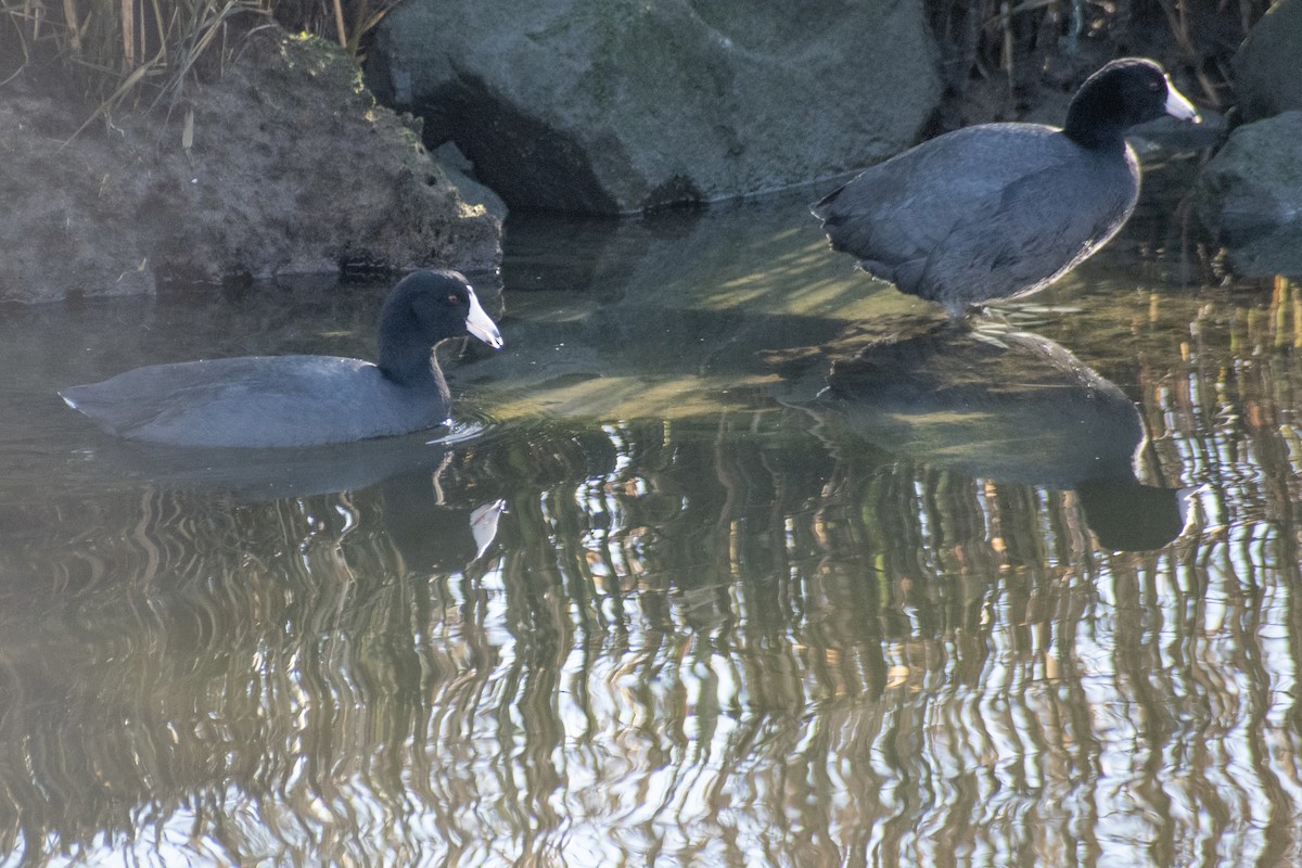 Indianerblässhuhn - ML647359784