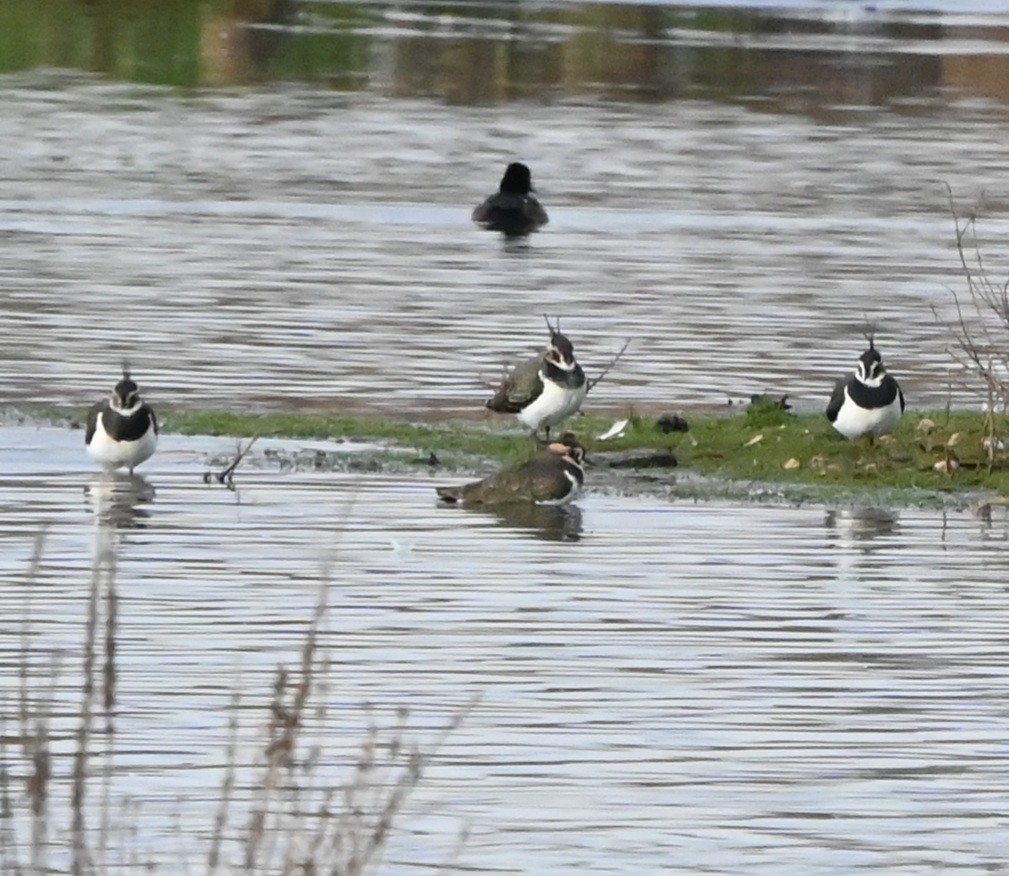 Northern Lapwing - ML647359788
