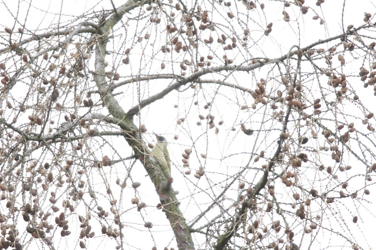 נקר ירוק - ML647359790