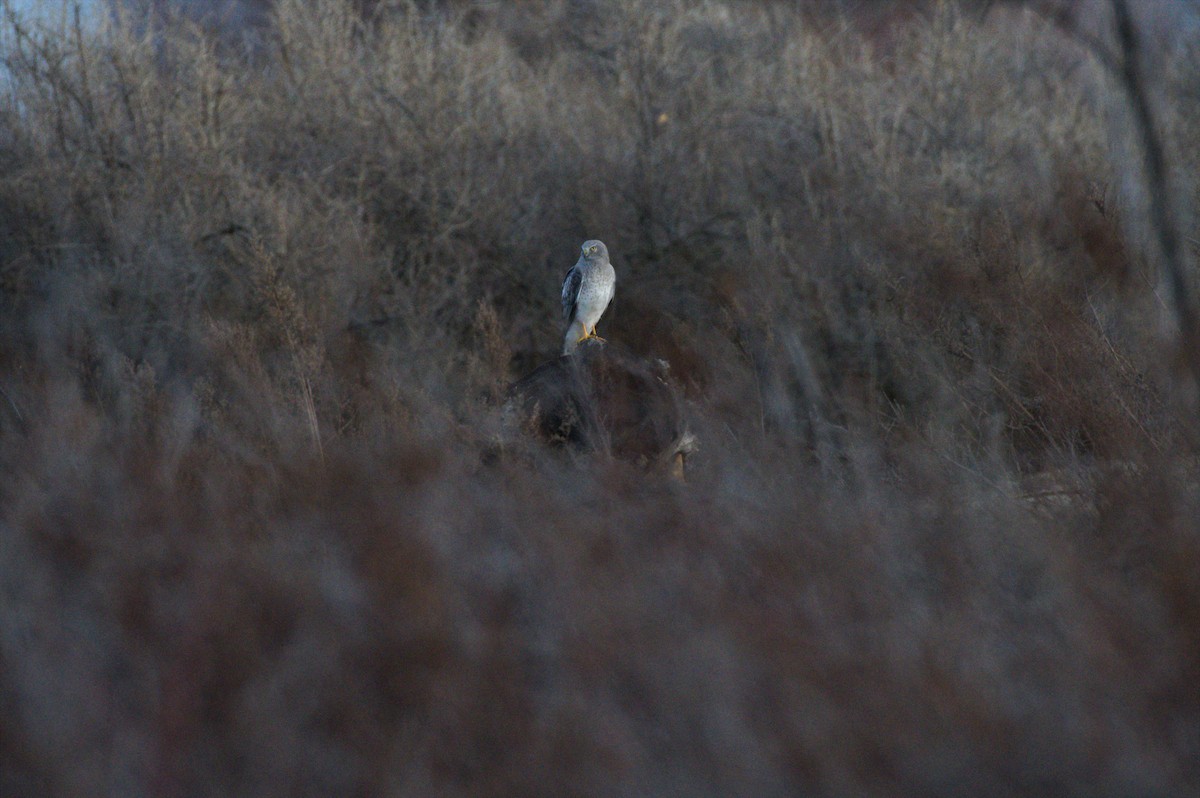 Northern Harrier - ML647359792